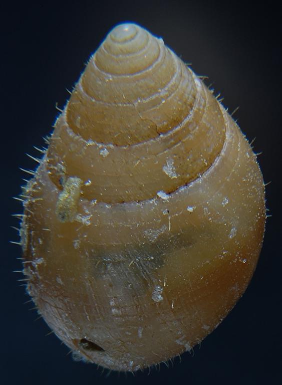 Ovatella firminii